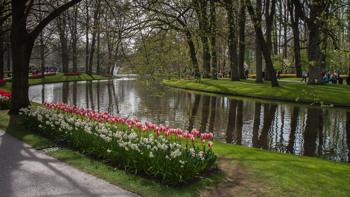 Tulips in Holland 04-2015 (6) - Arturs Ancans