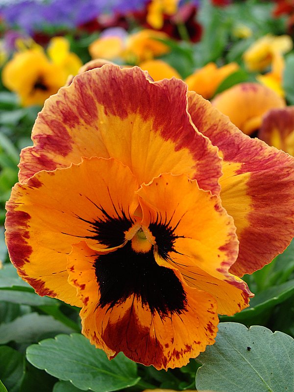 Viola x wittrockiana " Delta Orange with Blotch  " - laana laadas