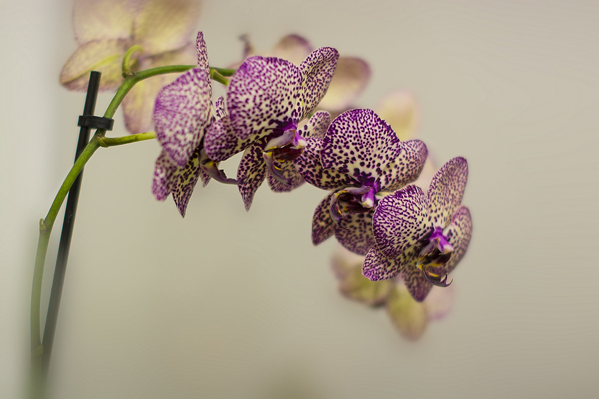 Орхидея фаленопсис Alexandra