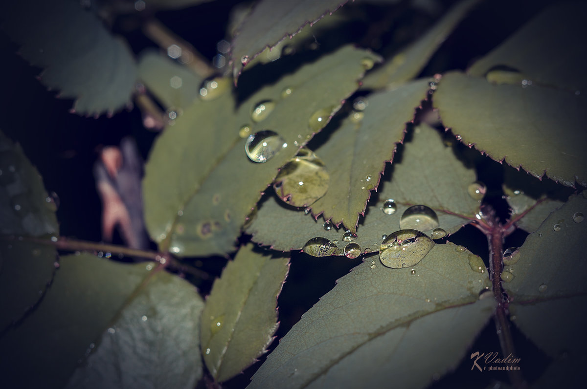 капли дождя на листьях роз - Вадим Куликов