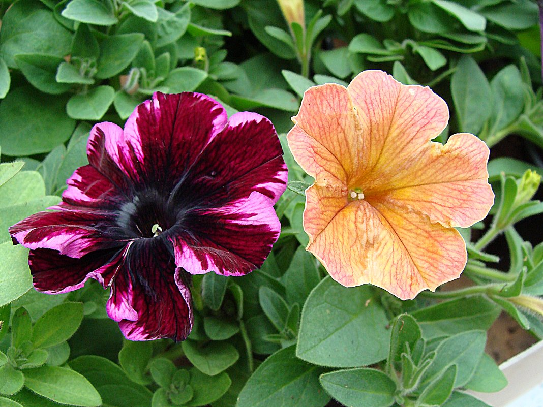 Sweetunia Johnny Flame & Petunia x hybrida Cascadias " Indian Summer " - laana laadas