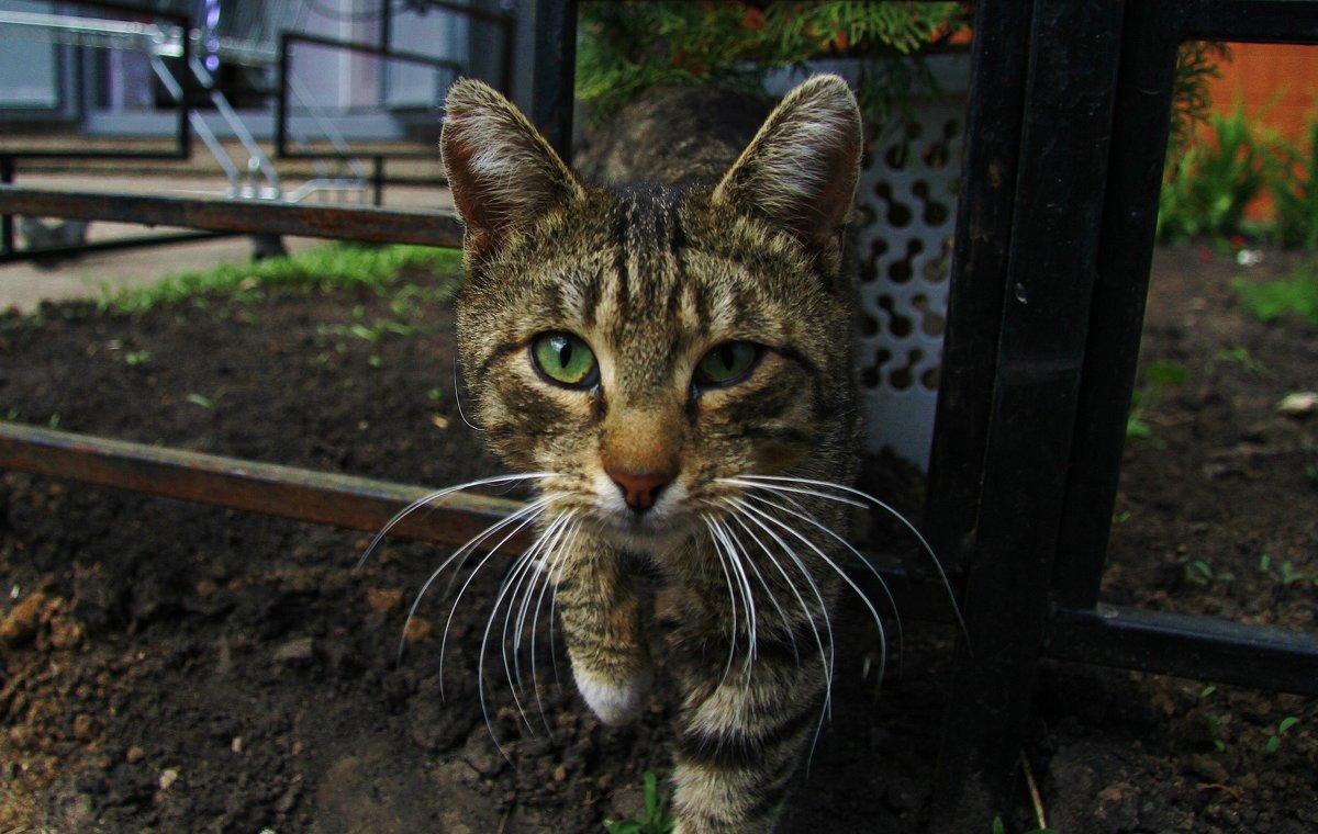 котейка - Вадим Виловатый