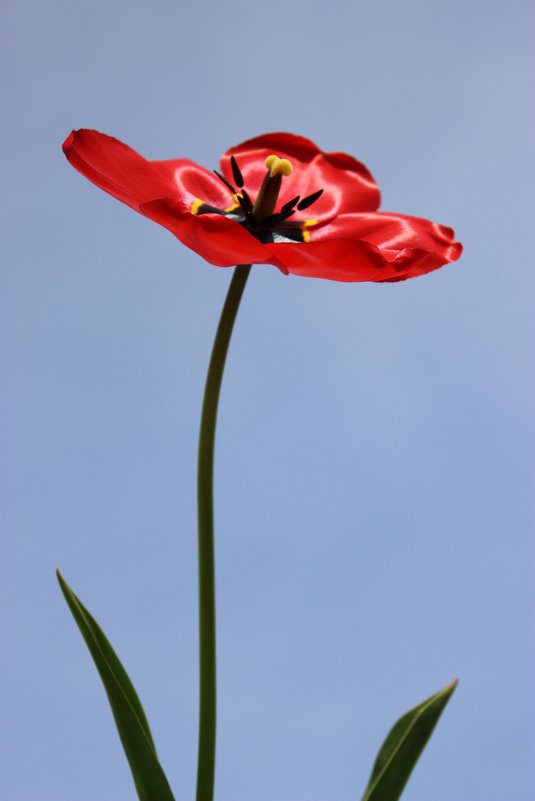 Красный тюльпан - Mariya laimite