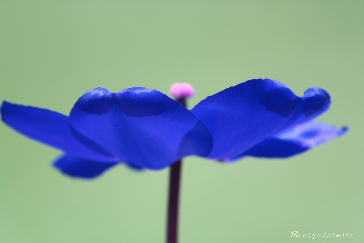 Синий тюльпан - Mariya laimite