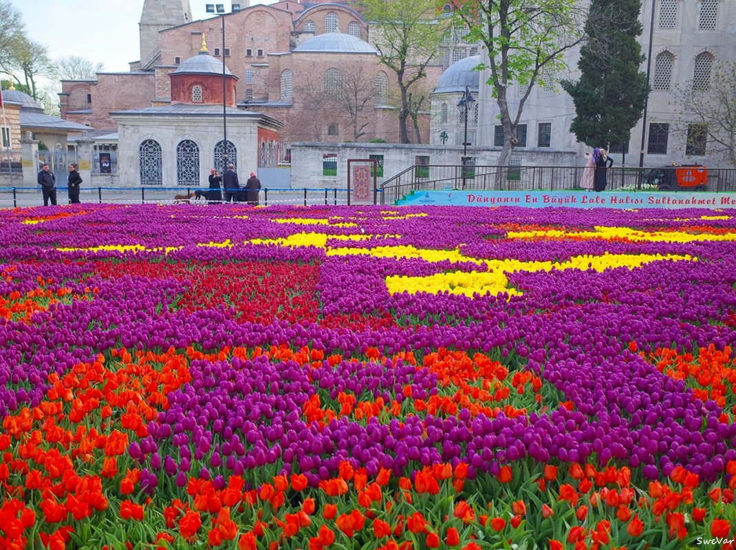 Фестиваль тюльпанов в Стамбуле - wea *