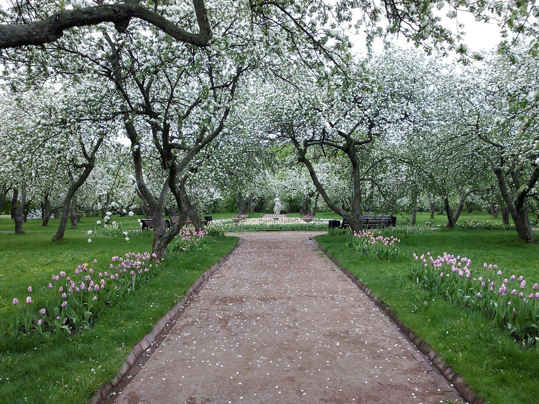 Яблоневый сад в цвету - Владимир Вышегородцев