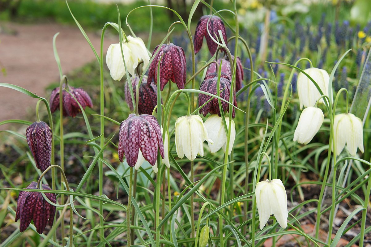 Рябчик (лат. Fritillária) шахматный - Елена Павлова (Смолова)