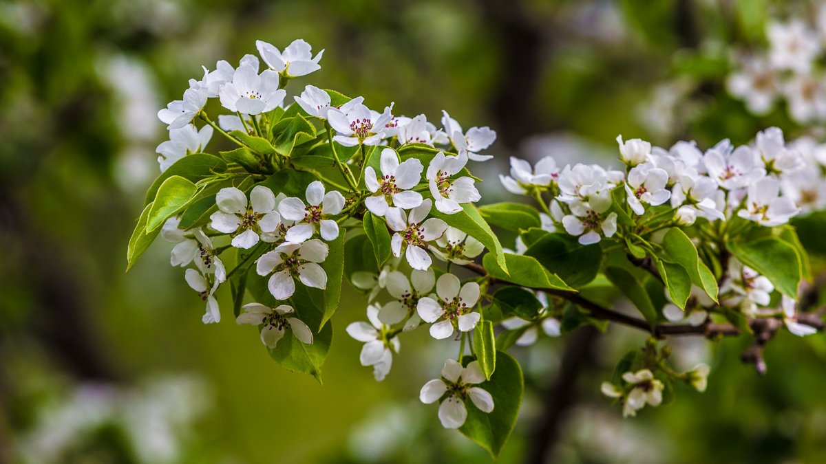 flowering pear. siberia. may. - Дмитрий Карышев