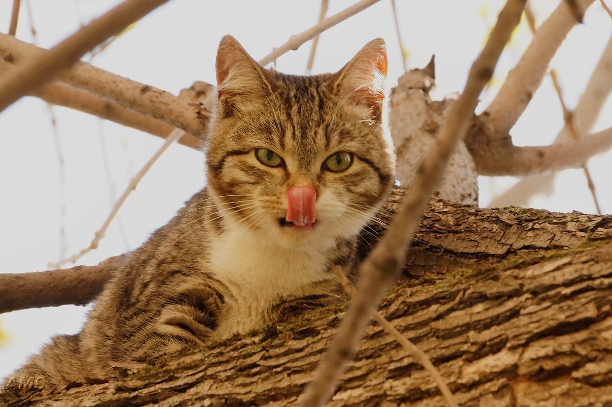 Коша - kolyeretka 