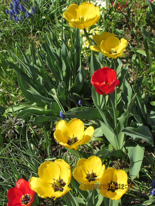 Желтые тюльпаны - Валюша Черкасова