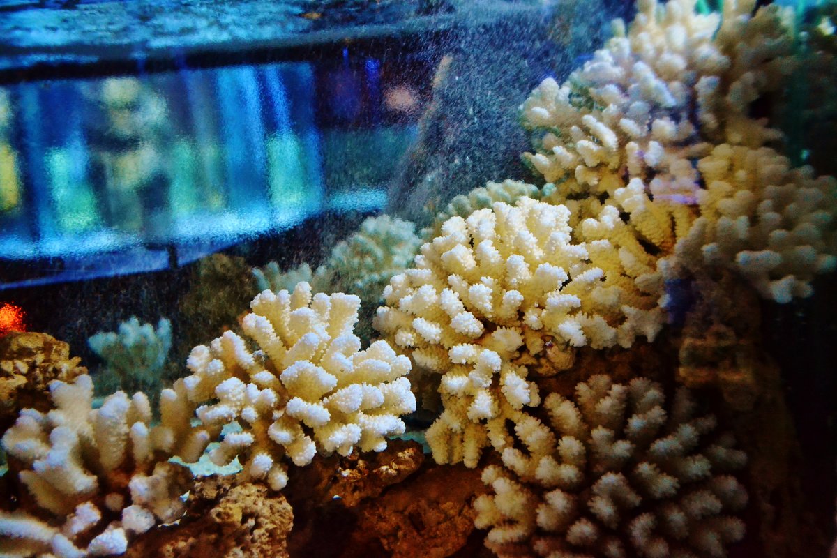 Кораллы - Кристина Семакина