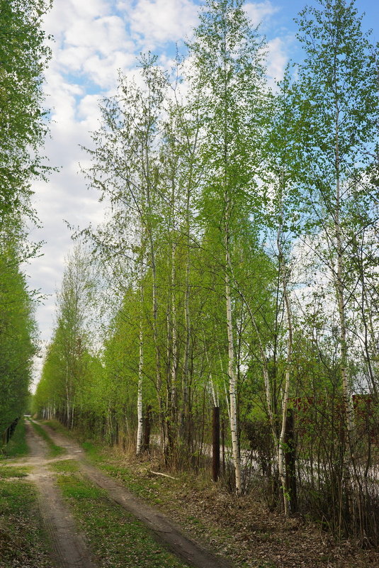 Майская, дачная зарисовка. - Юрий Шувалов