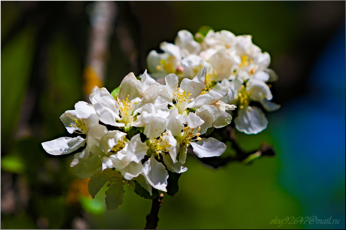 "Яблони в цвету - какое диво!" - Олег Каплун