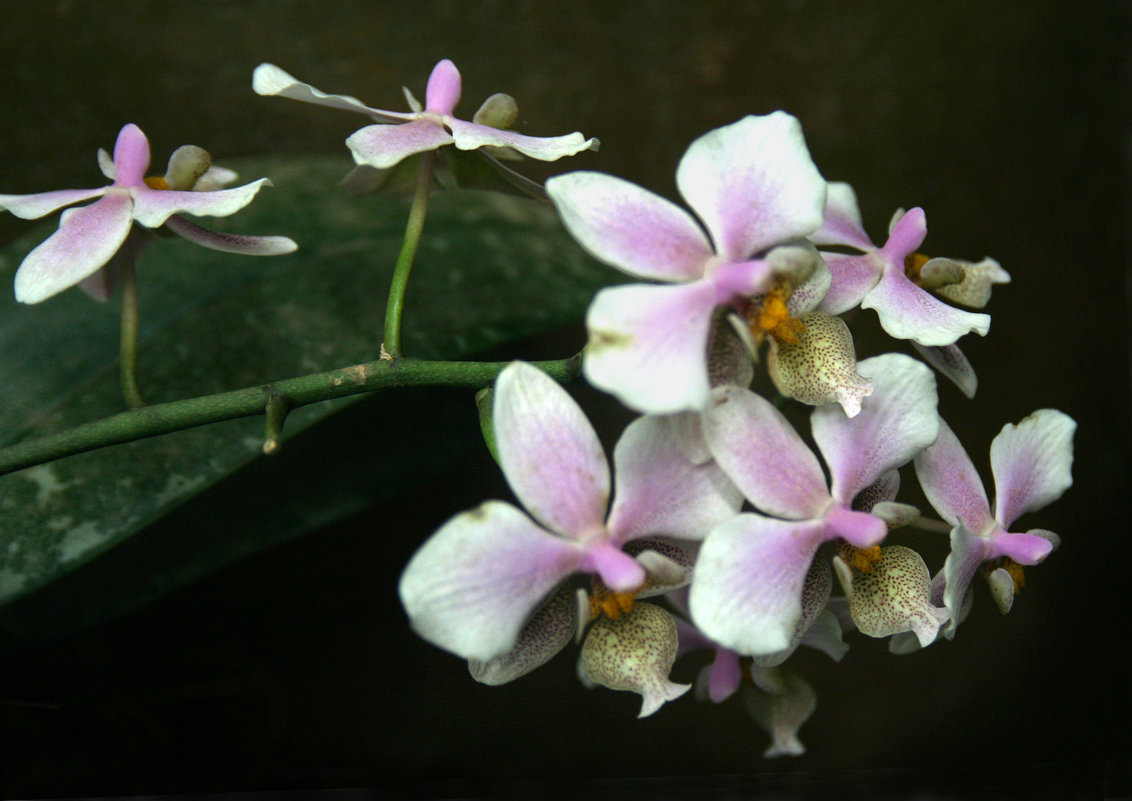 Орхидея - lady-viola2014 -