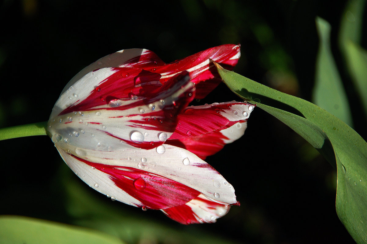 Тюльпан, склоненный под дождем - Тамара К 