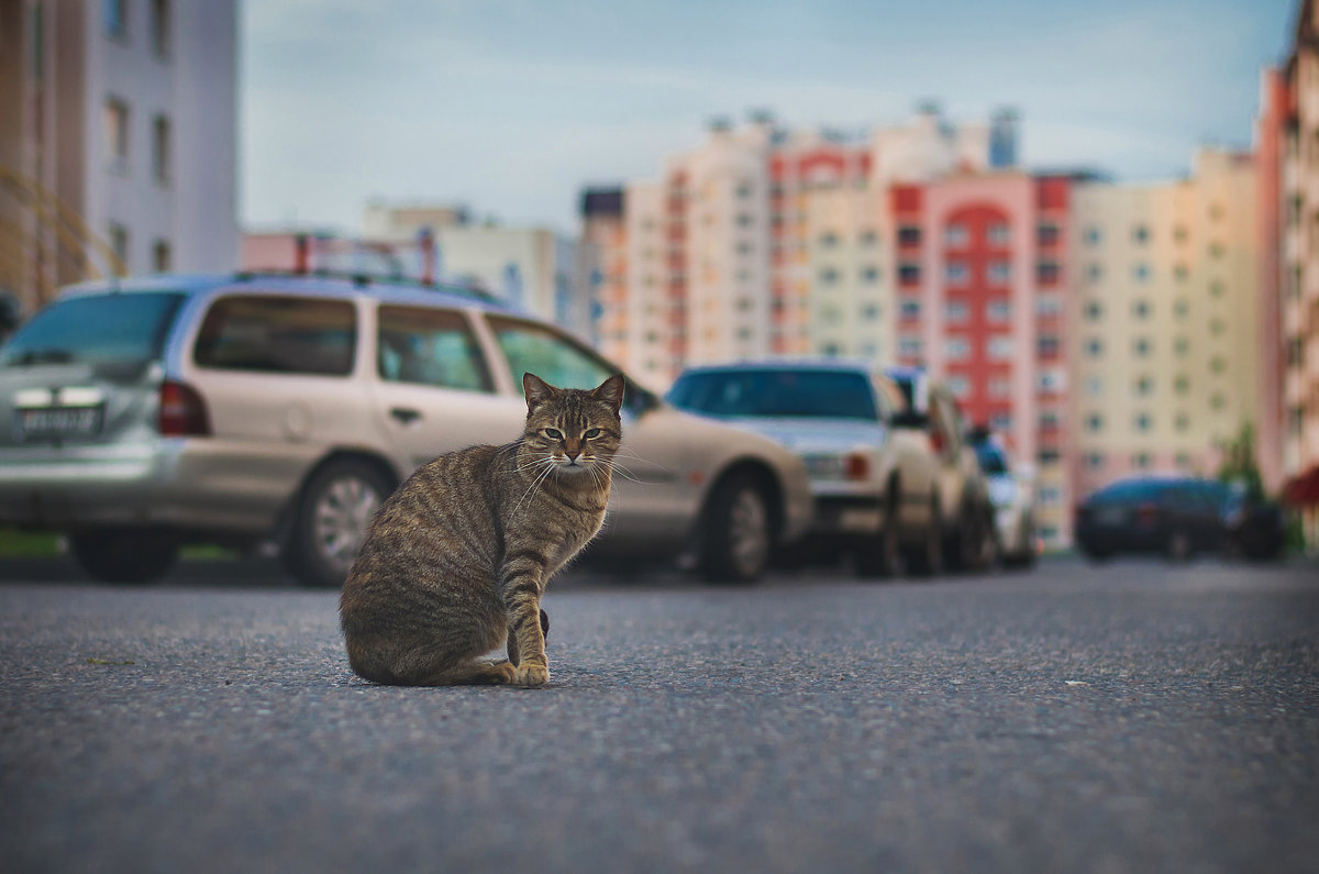 кошка - Andrei Naronski