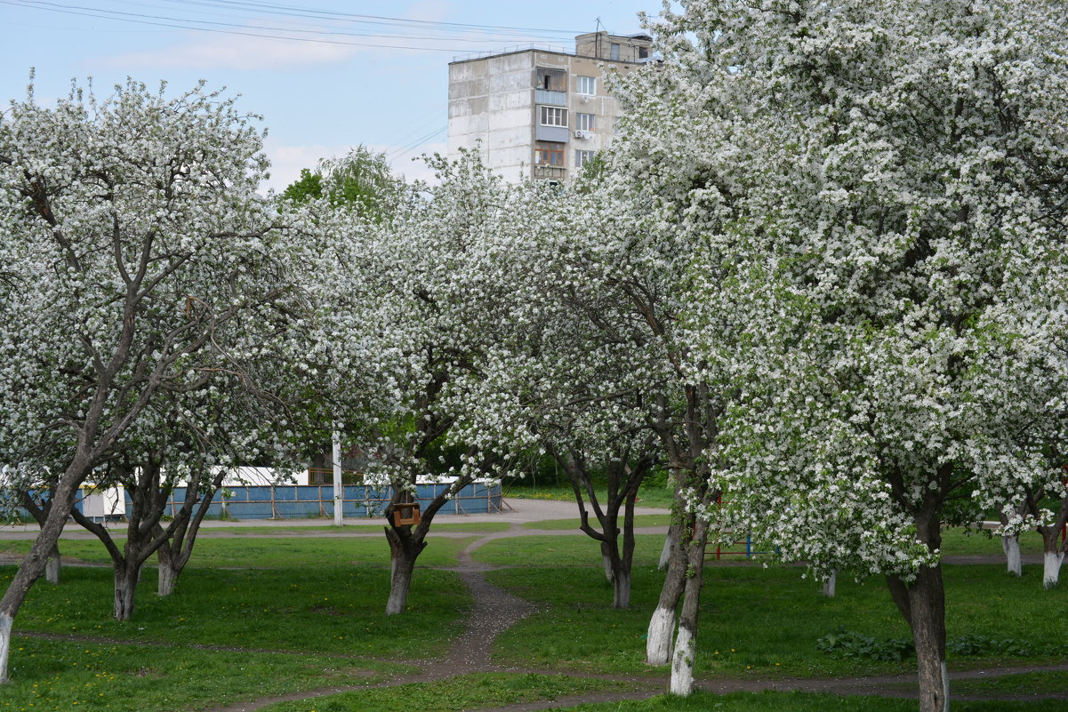 Яблоневый сад - Николай Денисов