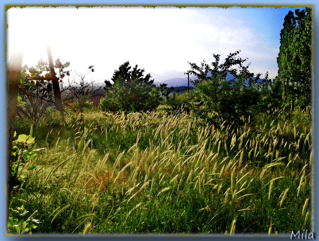 Колосится трава на лугах, изумрудной волною по ветру.... - Людмила Богданова (Скачко)