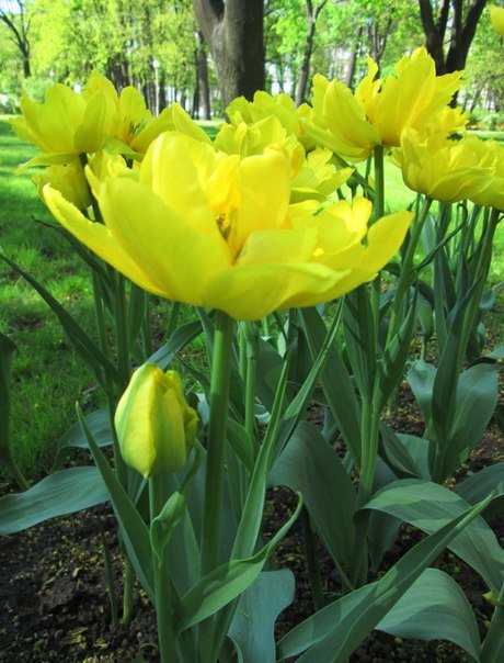 Жёлтые тюльпаны - Самохвалова Зинаида 