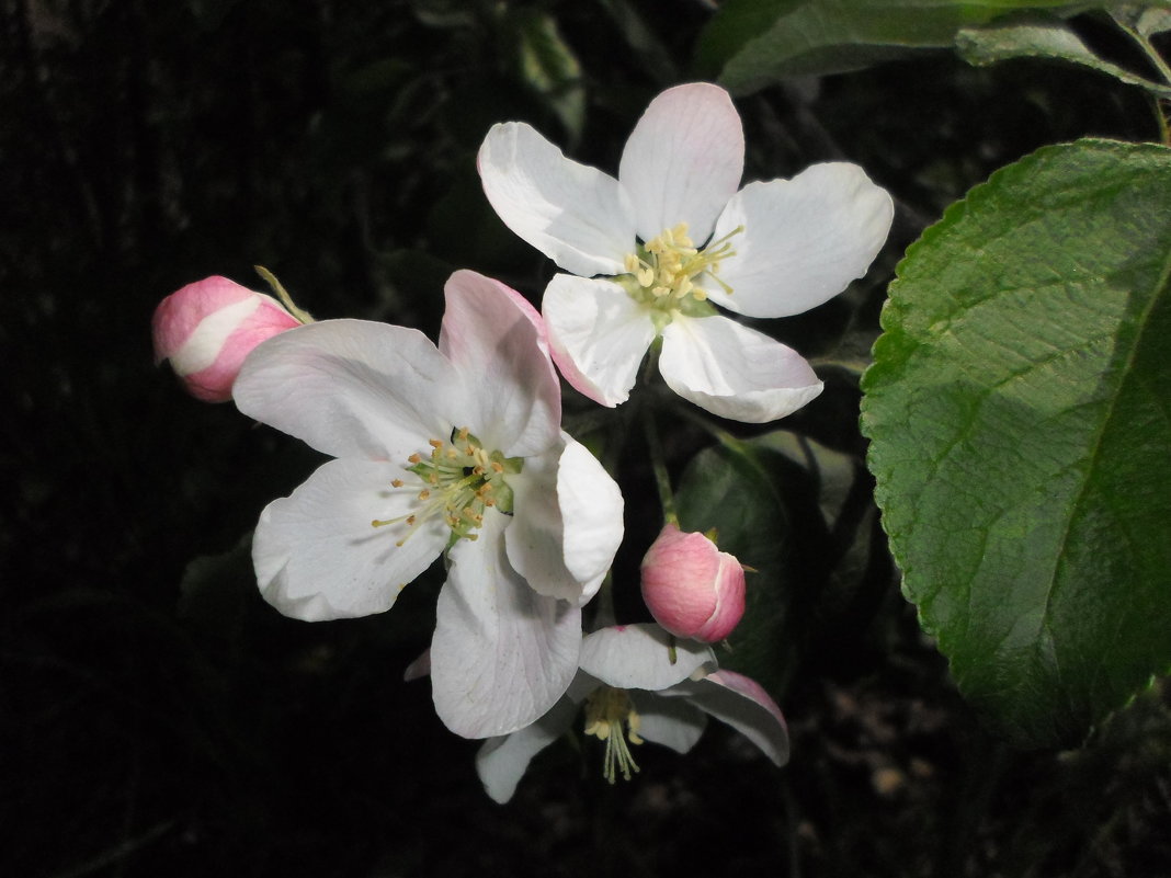 Цветы яблони - BoxerMak Mak