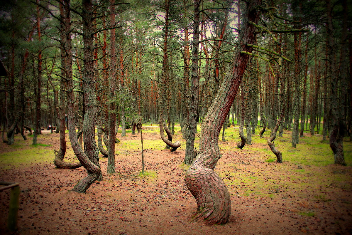 Танцующий лес - Ольга 