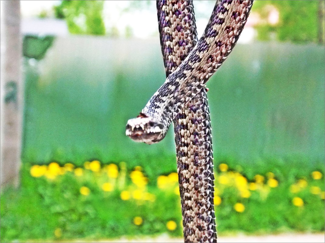 Змея в нашем дворе. - Фотогруппа Весна