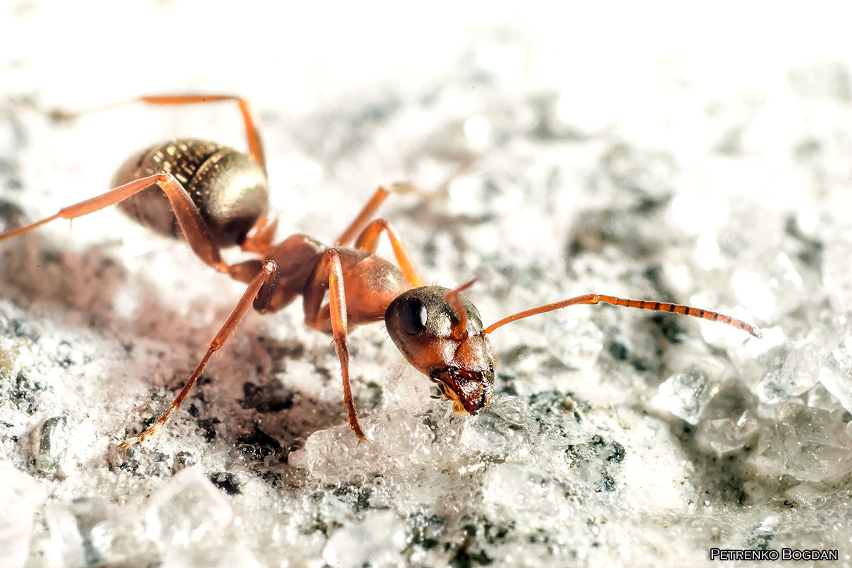 Сегодняшняя охота на муравьев - Богдан Петренко