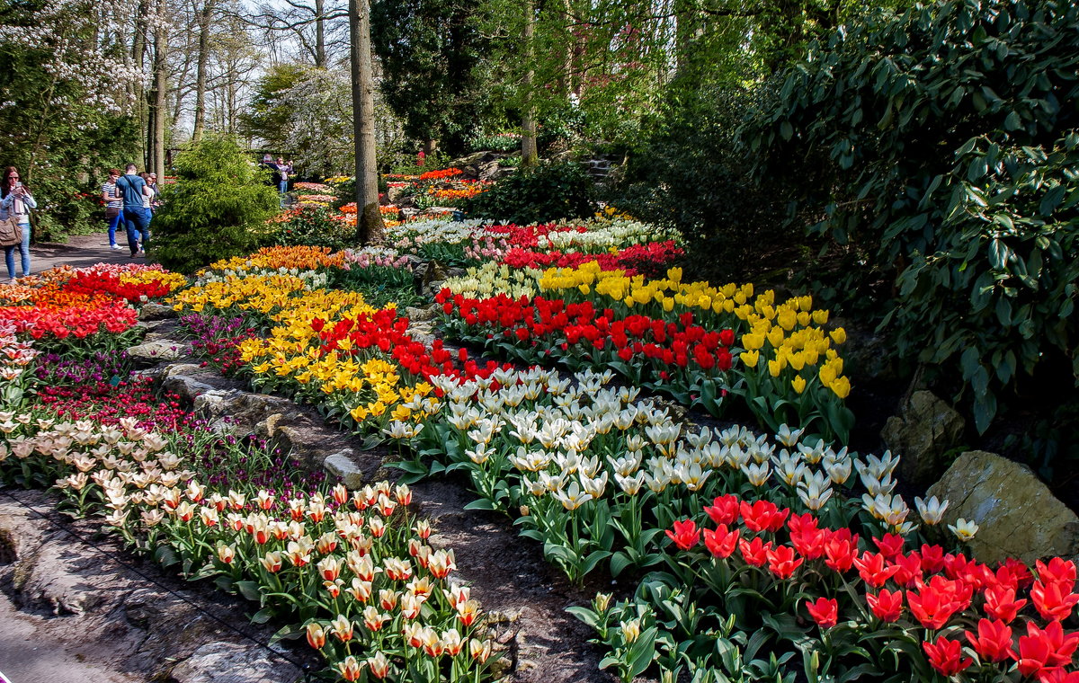Tulips in Holland 04-2015 (18) - Arturs Ancans