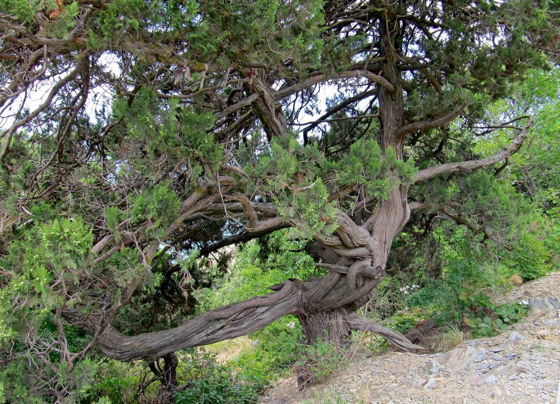 Реликтовое дерево - Вера Щукина