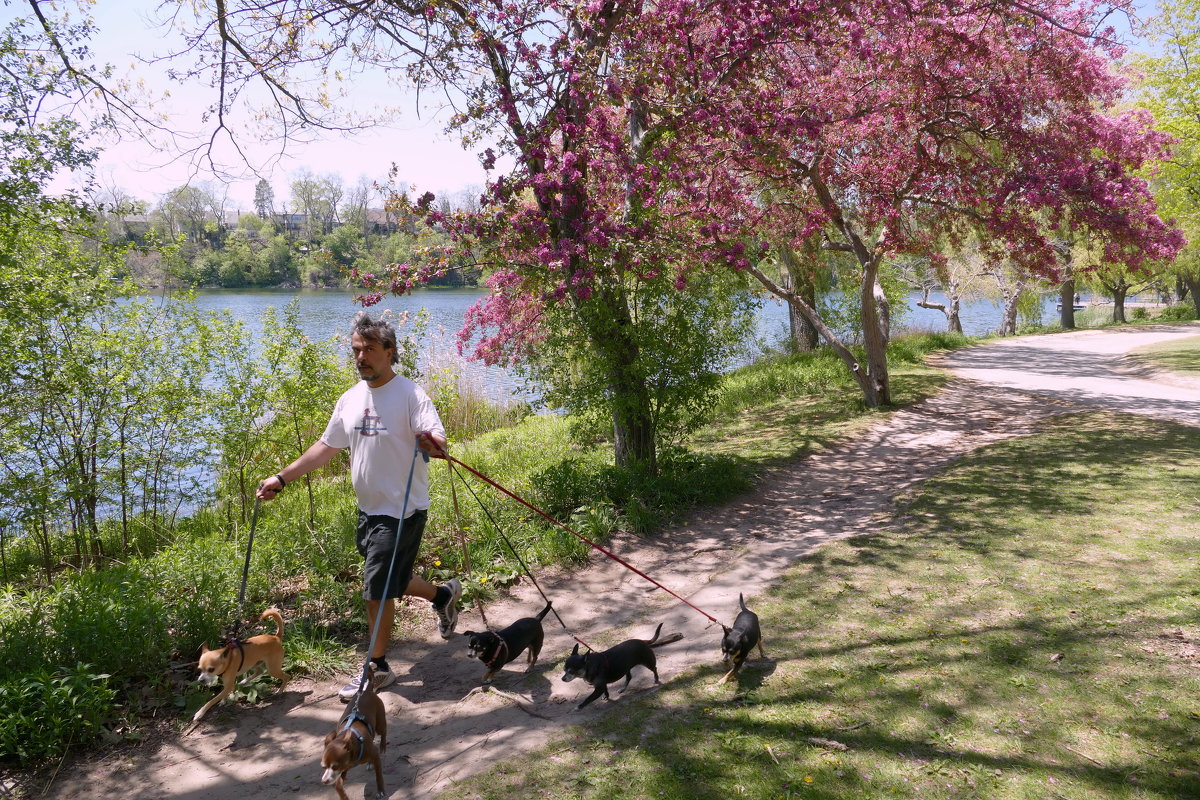 Усатый нянь в парке Торонто - Юрий Поляков