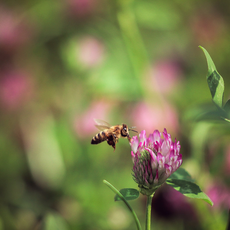 bee - Юлия Москвина