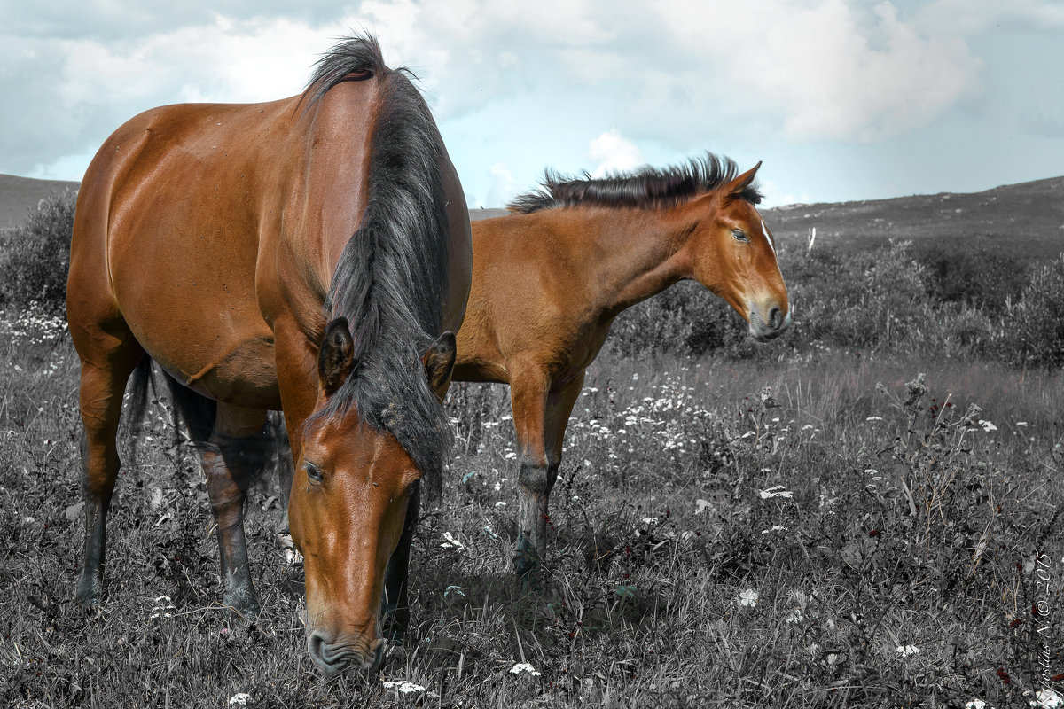 Дикие лошади, Алтай - Нормундс Капостиньш