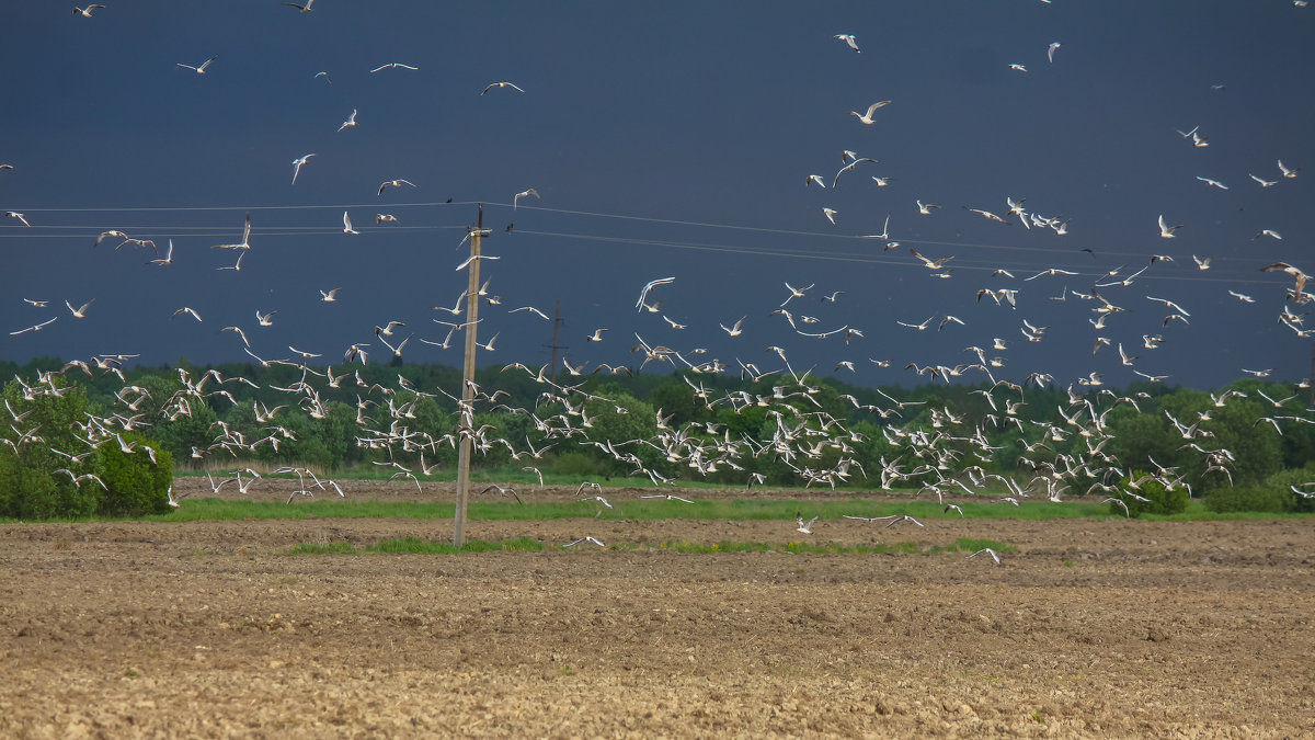 Чайки над полем - Денис Матвеев