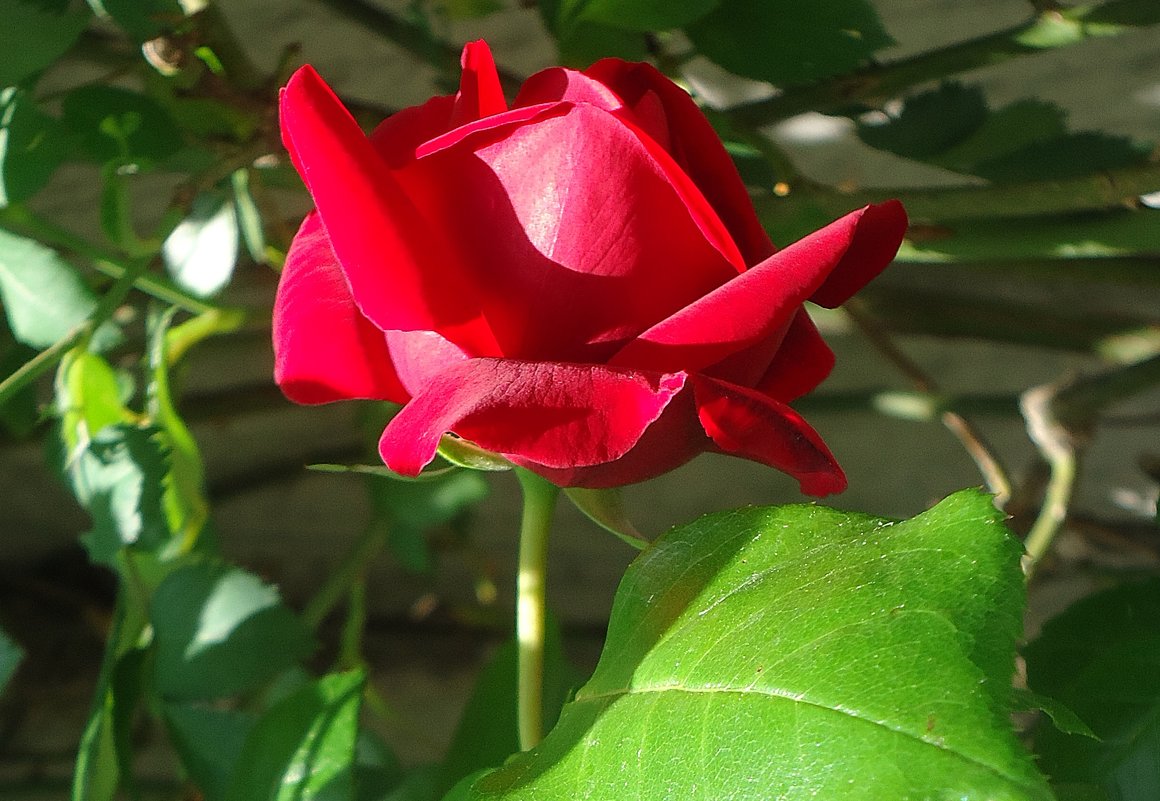Красная роза в саду расцвела... - Galina Dzubina