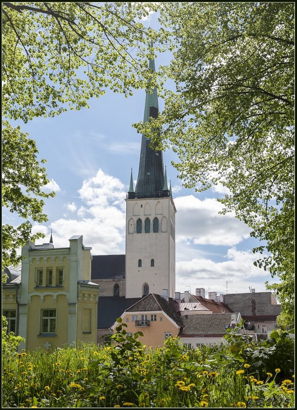 Tallinn 2015. - Jossif Braschinsky
