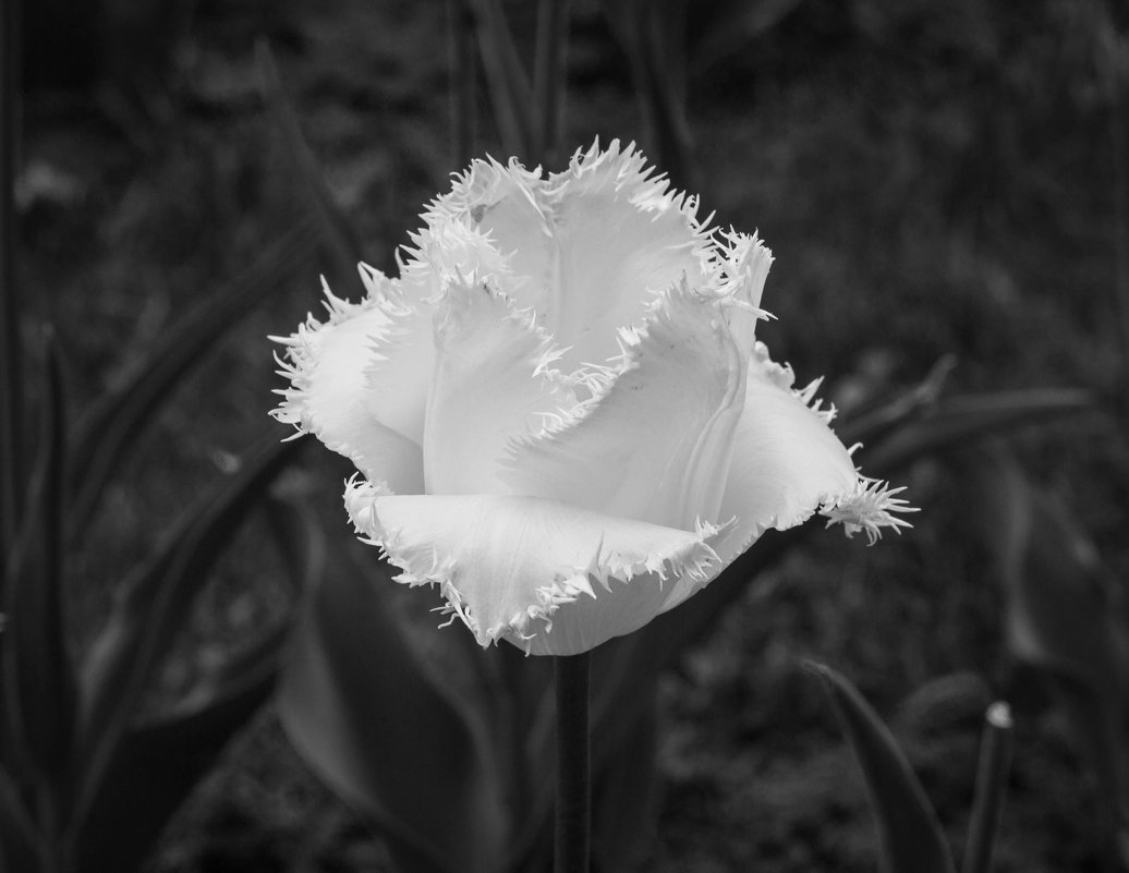 Белый тюльпан - Андрей Нибылица