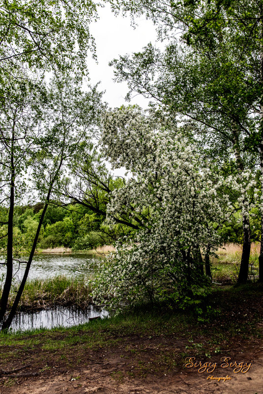 Spring - Sergey Sergaj