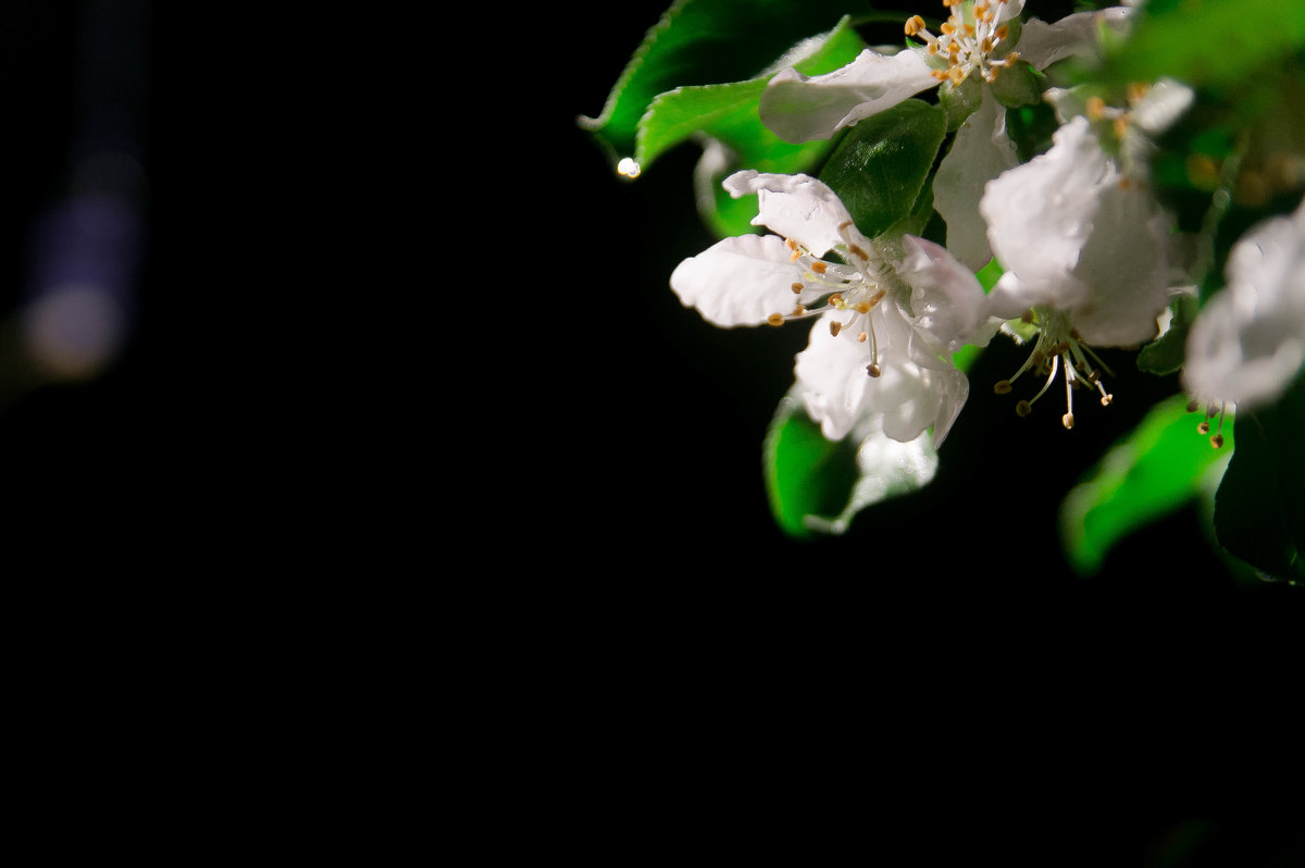 цветущая яблоня - Марат Зангиров