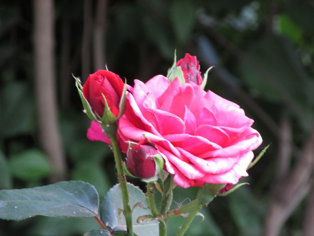 розы в моем саду - НаталиЯ ***