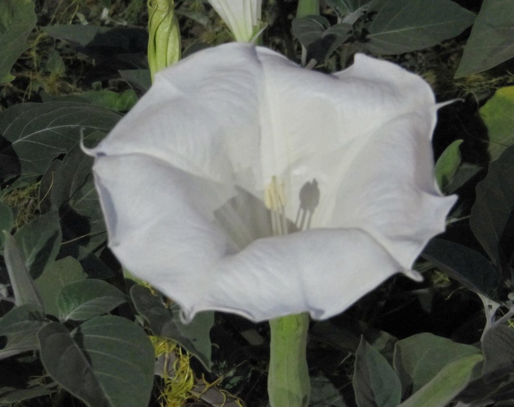Белый цветок - Вера Щукина