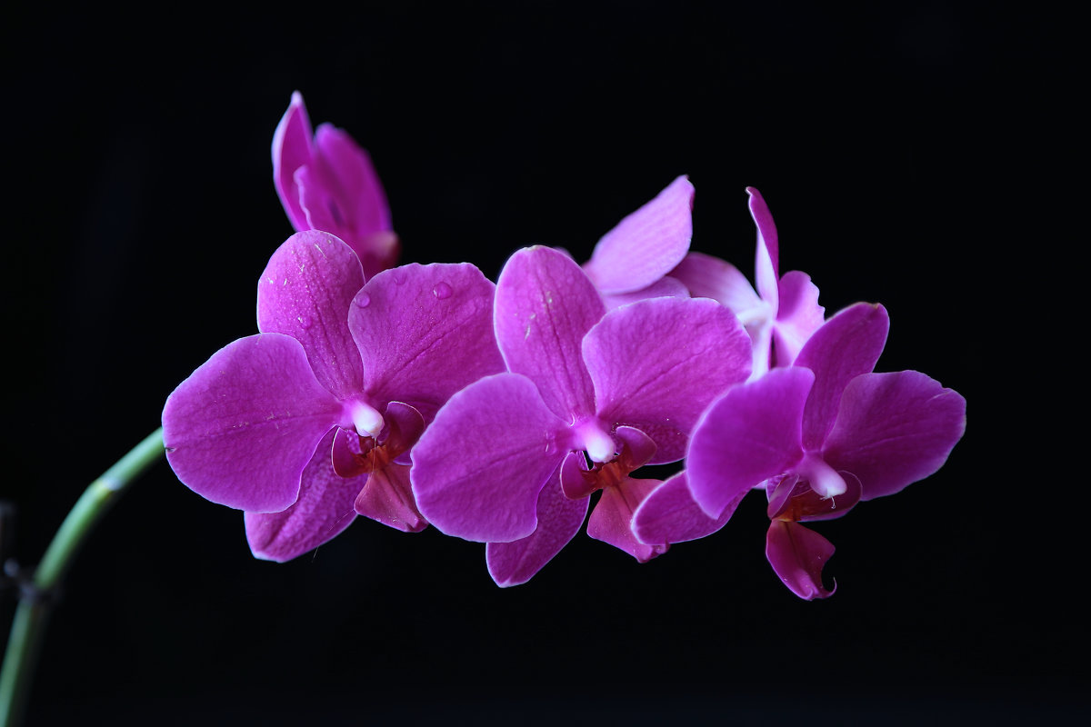 Орхидея - Tina ***