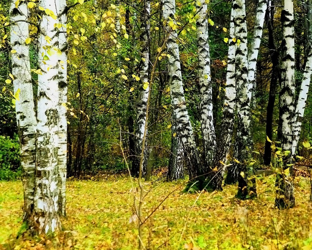 Осенняя березовая рощица на Клязьме - Elena 