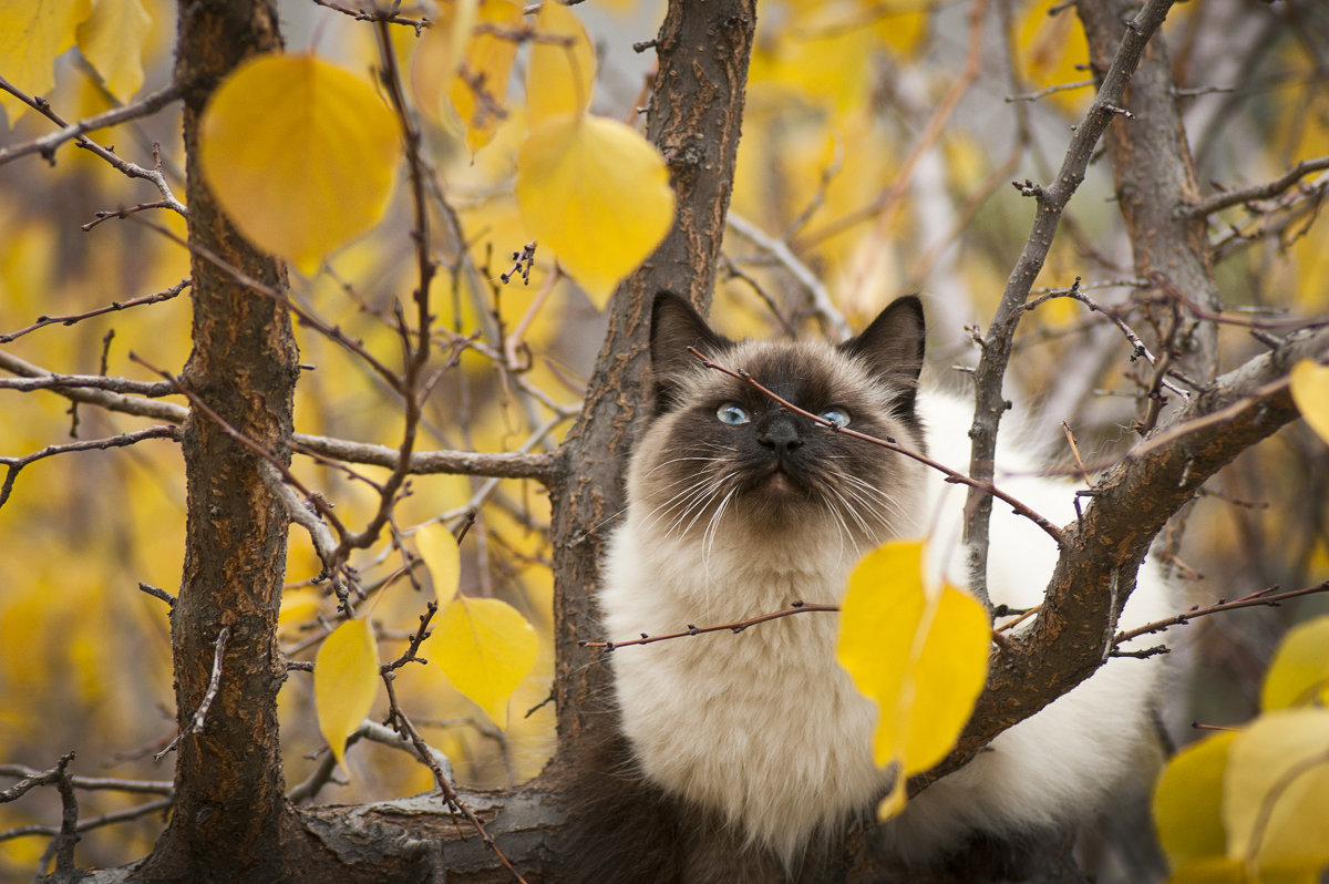 коты улетают - Наталья 