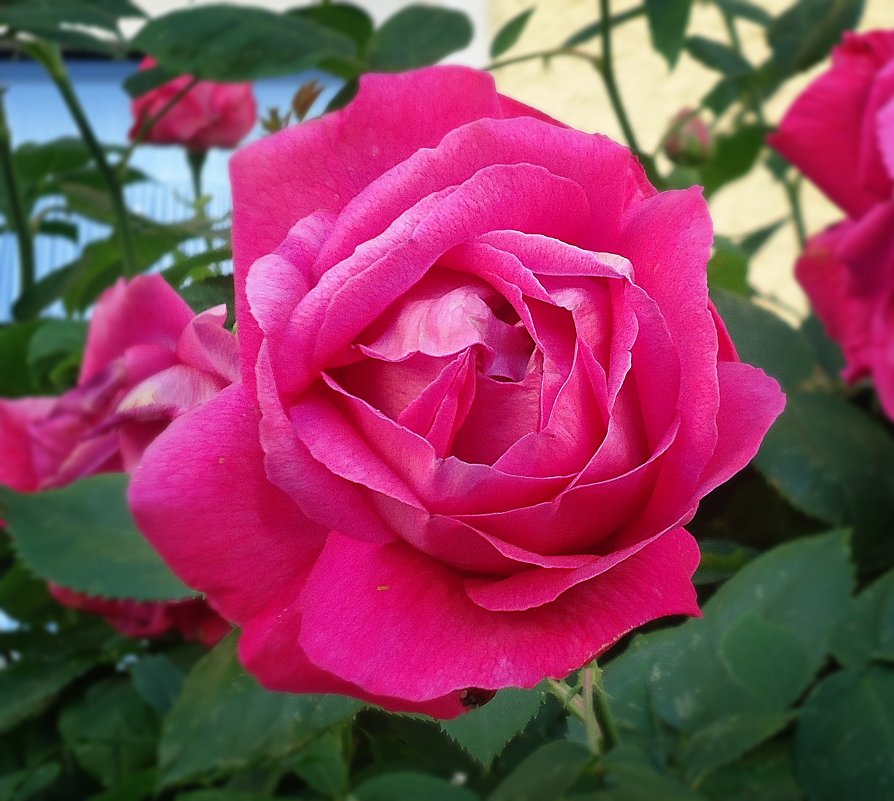 Розовая роза!!!! - Galina Dzubina