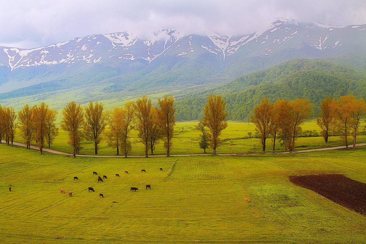 Зелень + снег... - M Marikfoto