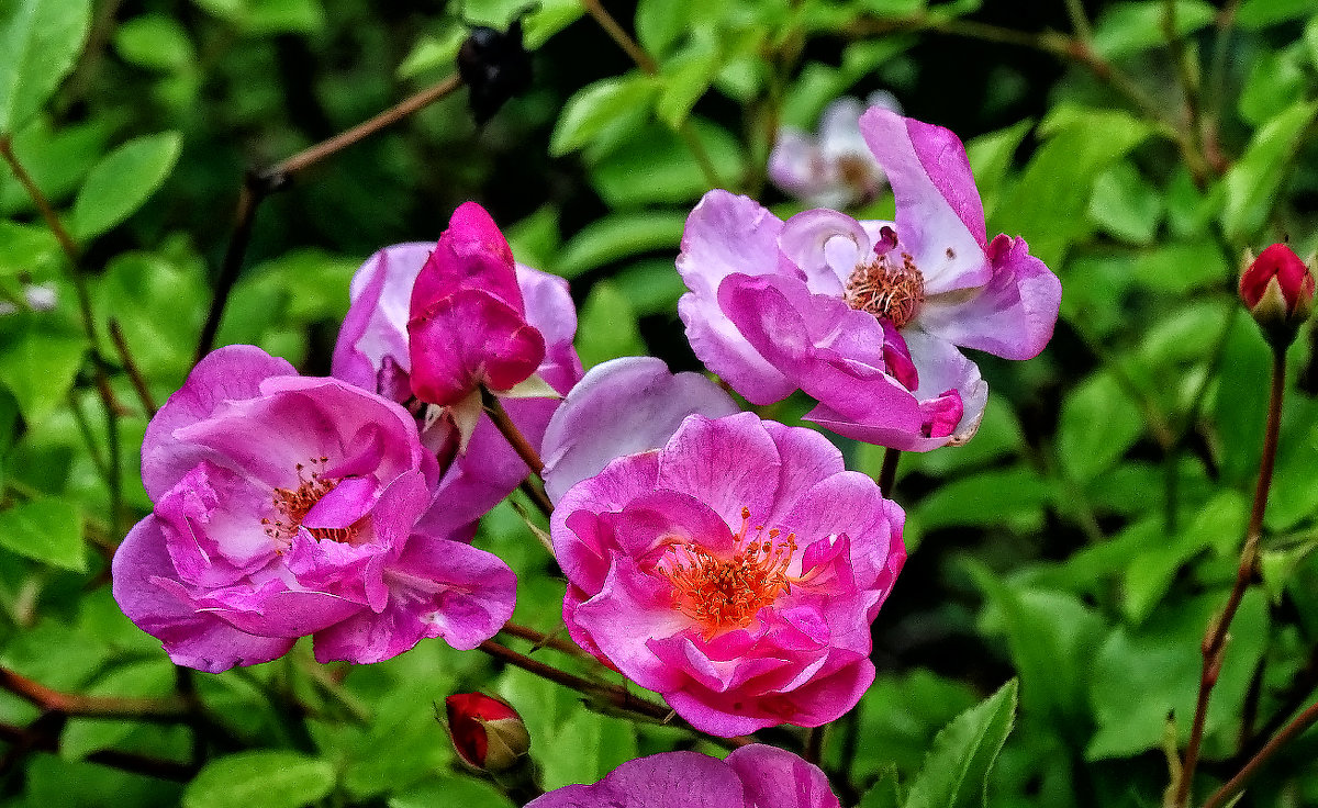 Розы из Выдубицкого монастыря Фото №3 - Владимир Бровко