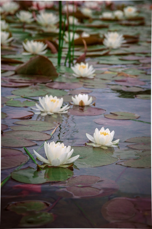 water lilies - Katerina Tighineanu