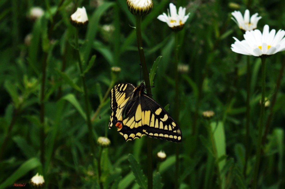 бабочка - красавица - Натали 