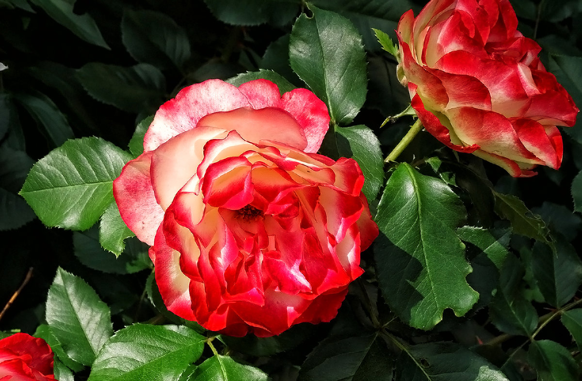 Розы  из Выдубицкого монастыря Фото №10 - Владимир Бровко