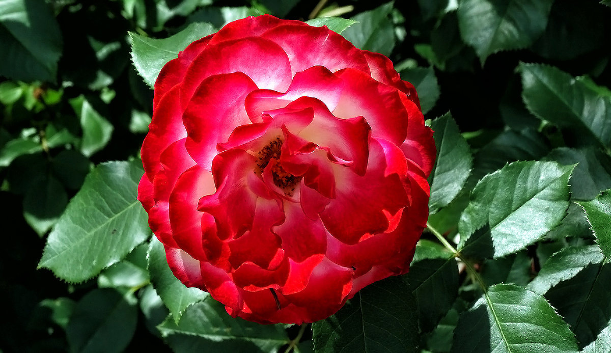 Розы  из Выдубицкого монастыря Фото №11 - Владимир Бровко